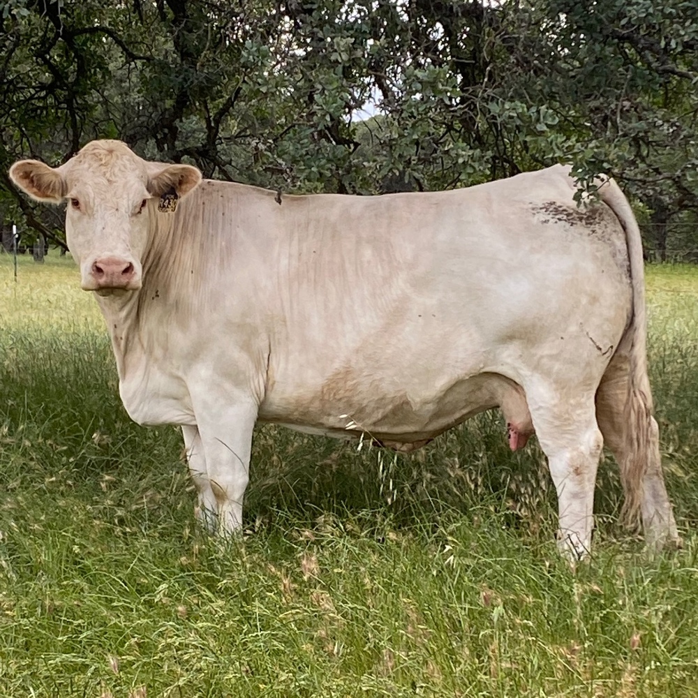 Meet your Posher, Molly